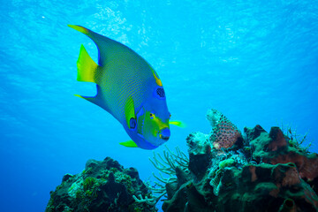 Fototapeta na wymiar Tropical Angel Fish at the Mexican Ocean