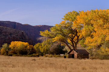Fototapeta premium An old building sits back amongst the cottonwood trees in the fall in Utah 