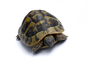 turtle isolated on white background.