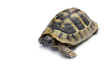 turtle isolated on white background.
