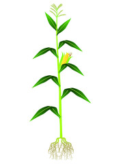 Corn plant on white background.