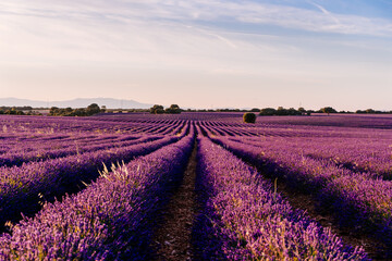 Beautiful field of blooming lavender during sunset in Brihuega, Guadalajara province, Spain.
