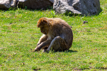 Macaque monkey searching for food bugs 
