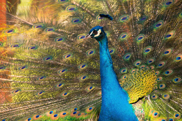 Obraz premium Animal portrait of a peacock