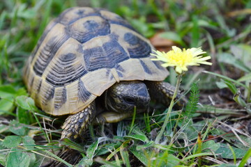 Forest turtle in a natural environment.