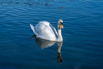 Adult mute swan swimming on a still, calm lake