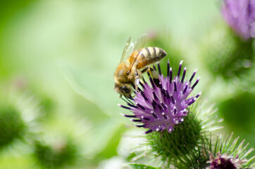 A Western Honey Bee (Apis mellifera) on a thistle