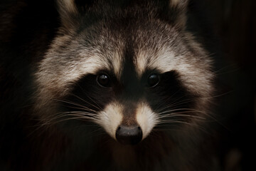 Animal portrait of a racoon