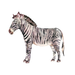 Obraz na płótnie Canvas Watercolor zebra animals iluustration isolated on white background