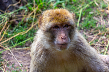 Macaque monkey closeup portrait