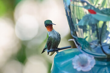 A Ruby-throated Hummingbird at the feeder