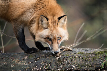 Portrait of a red fox