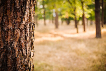Obraz premium Close up photo with selective focus of rough tree trunk and blurred sunny park