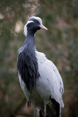 Animal portrait of a crane