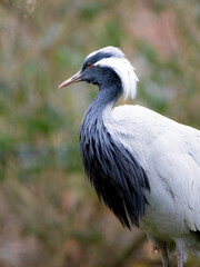 Animal portrait of a crane