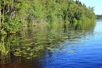 lake in the summer among the forest