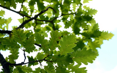 leaves of the oak tree in nature. oak leaves background.