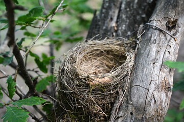 An empty bird nest with tree branches