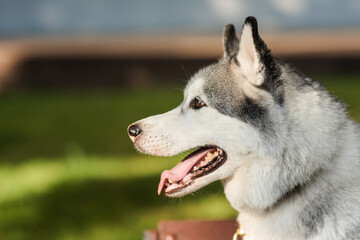 portrait of beautiful dog of breed siberian husky