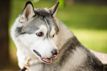 portrait of beautiful dog of breed siberian husky