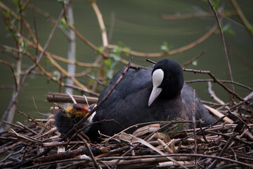 A young coot family