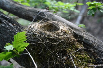 An empty bird nest with tree branches