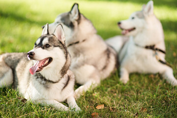 Siberian husky dogs playing outdoors