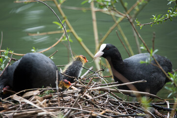 A young coot family