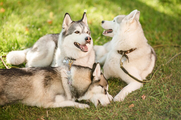 Siberian husky dogs playing outdoors
