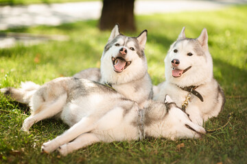 Siberian husky dogs playing outdoors