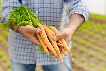Farmer Showing Carrots And Vegetables To Camera In Greenhouse