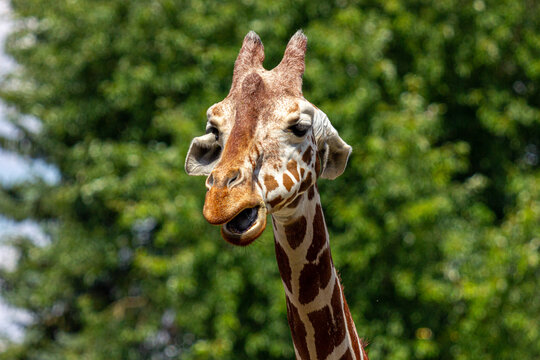 Close up of giraffe head wildlife