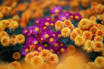 Yellow-orange and purple chrysanthemums on a blurry background close-up. Beautiful bright chrysanthemums bloom in autumn in the garden. Chrysanthemum background with a copy of the space.