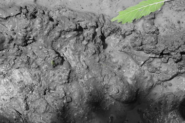 Mud texture or wet gray soil as natural background.