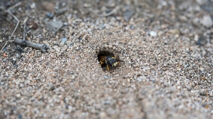 The nest of a wasp