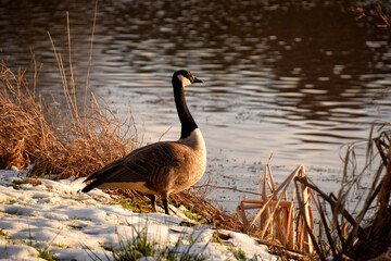 Canada goose at the shore of a lake