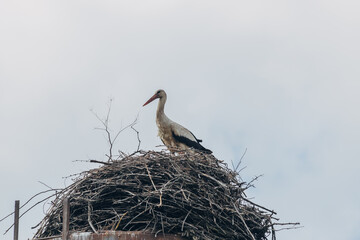 White stork in the nest made from twigs