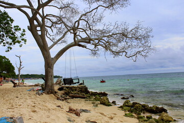 Wooden swing hanging on a leafless tree at a Caribbean beach - Paradise beach and landscape - Cartagena, Colombia.