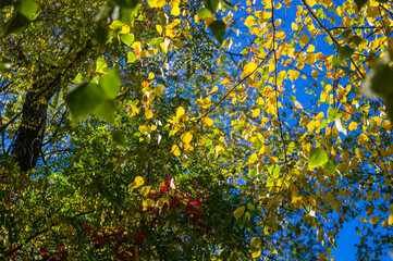 Autumn urban landscape on a Sunny day - yellow autumn trees in the Park, colorful red and orange leaves, and bright sky with clouds