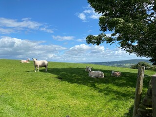 Obraz premium Sheep in a hilly pasture, with fields and forests, in the far distance near, Otley, Yorkshire, UK