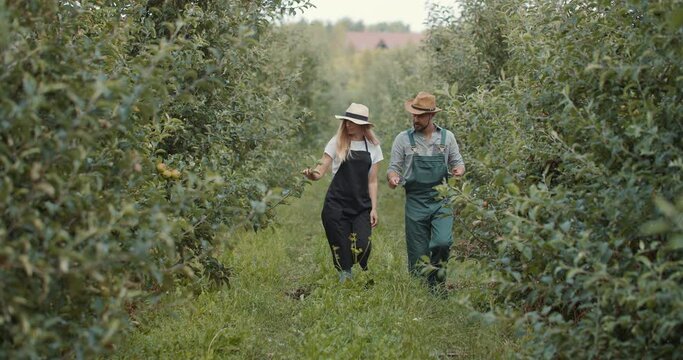 Happy couple of horticulturists in summer hats checking ripeness of peaches at garden. Bearded man and beautiful woman having seasonal work outdoors