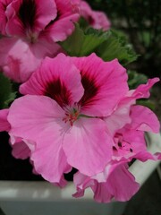 Obraz na płótnie Canvas pink flower in a garden