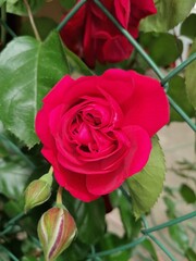 red rose in garden