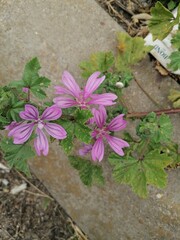 flowers in the garden