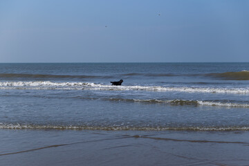 waves of the North Sea and clear skies in The Hague in the Netherlands