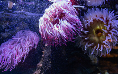 anemone in the sea in neon light