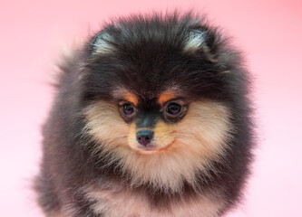 Fototapeta premium Black pretty pomeranian puppy on the pink background