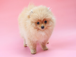 Gold funny pretty pomeranian puppy on the pink background