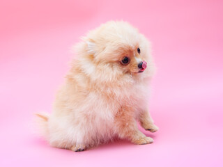 Obraz premium Gold funny pretty pomeranian puppy on the pink background