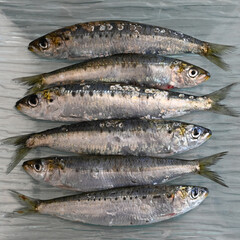 sardines poisson gras pour le barbecue